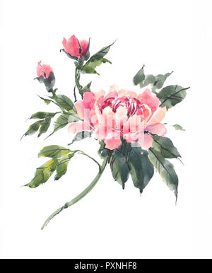 Aquarell Blumen. Blühende rosa Pfingstrose. Aquarell Hintergrund. Stockfoto