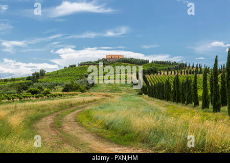 Italien, Toskana, Monsummano Terme, Weinberge Stockfoto