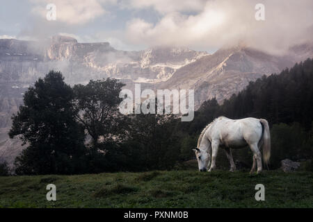 Weißes Pferd auf einem kalten Morgen in den Bergen Stockfoto