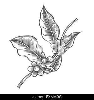 Kaffee Baum Abbildung. Graviert stil Abbildung. Vintage bild Stil Stockfoto