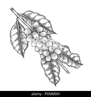 Kaffee Baum Abbildung. Graviert stil Abbildung. Vintage bild Stil Stockfoto