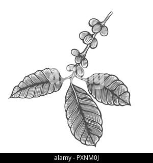 Kaffee Baum Abbildung. Graviert stil Abbildung. Vintage bild Stil Stockfoto