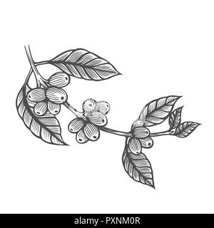 Kaffee Baum Abbildung. Graviert stil Abbildung. Vintage bild Stil Stockfoto