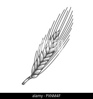 Brot aus Weizen Ohren Getreide Skizze handgezeichnete Illustrationen. Schwarz Ohr auf weißem Hintergrund. Gluten Lebensmittelzutat Gravur Retro Vintage Stockfoto
