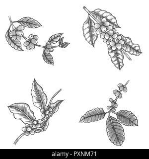 Kaffee Baum Abbildung. Graviert stil Abbildung. Vintage bild Stil Stockfoto