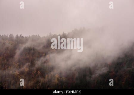 Nebel über Pinienwälder. Misty Morning view in nassen Bergwelt. Stockfoto