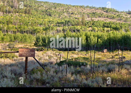 Beben Aspen Grove" Pando Klon", auch als Zittern Riese, klonale Kolonie eines einzelnen männlichen Beben Aspen bekannt. Stockfoto