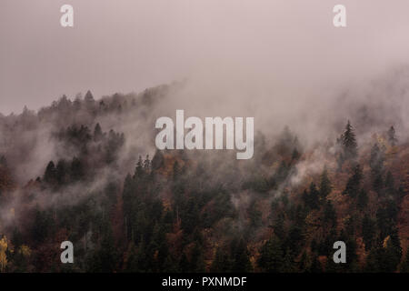 Nebel über Pinienwälder. Misty Morning view in nassen Bergwelt. Stockfoto