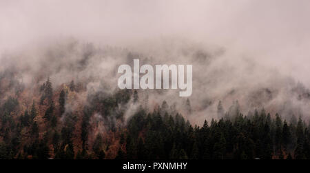 Nebel über Pinienwälder. Misty Morning view in nassen Bergwelt. Stockfoto