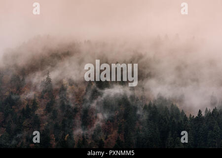 Nebel über Pinienwälder. Misty Morning view in nassen Bergwelt. Stockfoto