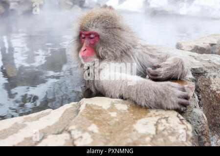 Cute japanese Snow monkey in einer heißen Quelle zu schlafen. Präfektur Nagano, Japan. Stockfoto