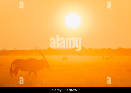 Botswana, Kalahari, Central Kalahari Game Reserve, Kudus bei Sonnenaufgang, Tragelaphus strepsiceros Stockfoto