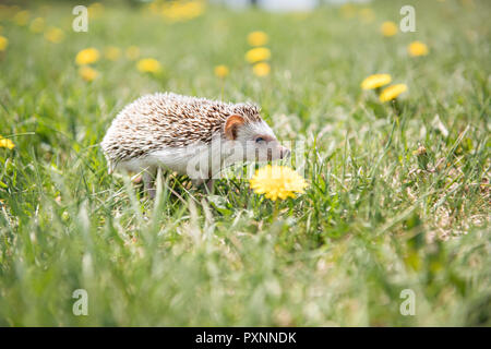 Junge Igel im Gras Stockfoto