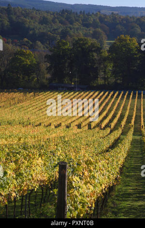 Albury organische Weinberg im Herbst Stockfoto