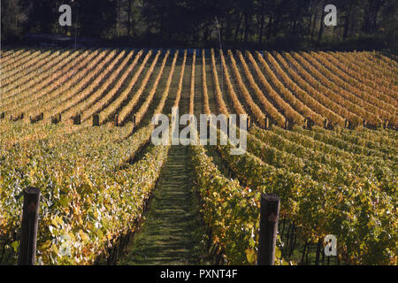 Albury organische Weinberg im Herbst Stockfoto