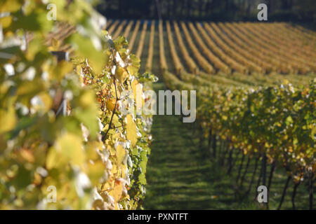 Albury organische Weinberg im Herbst Stockfoto