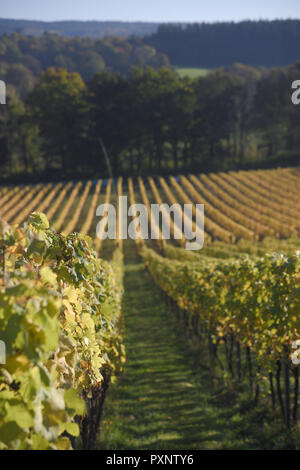 Albury organische Weinberg im Herbst Stockfoto