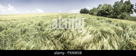 Felder um Jaslovske Bohunice, Slowakei Stockfoto