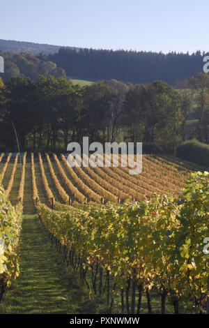 Albury organische Weinberg im Herbst Stockfoto