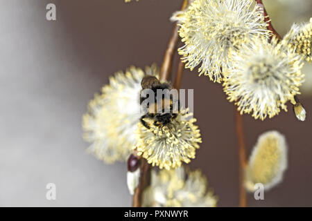 Nahaufnahme von Bluehenden Weidenkaetzchen, Salweide, Salix caprea Stockfoto