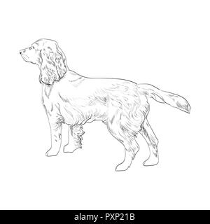 Cocker Spaniel Hand gezeichnete Skizze auf weißem Hintergrund. Seitenansicht des English Cocker Spaniel hund. Stock Vektor
