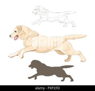 Labrador Hund läuft auf weißem Hintergrund. Aktive reinrassige Hunde hand gezeichnete Skizze und Silhouette. Stock Vektor