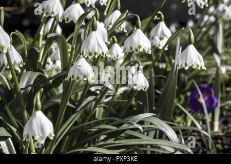 Frühlingsboten, Blühende Märzenbecher, Leucojum Vernum Stockfoto