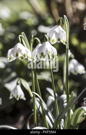 Frühlingsboten, Blühende Märzenbecher, Leucojum Vernum Stockfoto