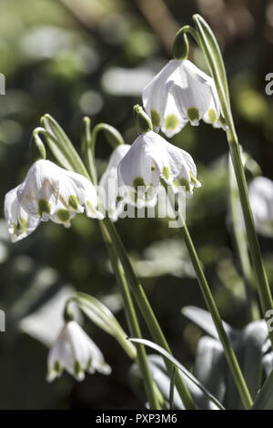 Frühlingsboten, Blühende Märzenbecher, Leucojum Vernum Stockfoto