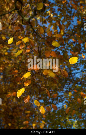 Kupfer und gelbe Blätter hängen von einer Buche (Fagus sylvatica) im Herbst. Stockfoto