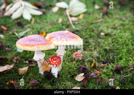 Fly agaric Pilz (Amanita muscaria), wächst im Grünland mit Herbst Blätter auf dem Boden. Stockfoto