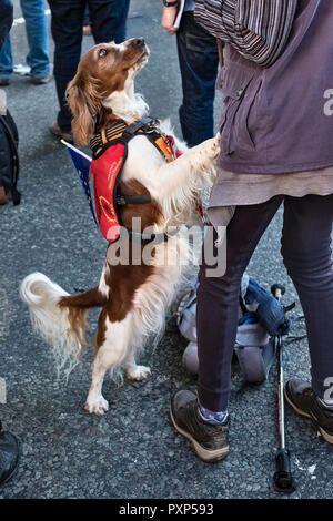 London, UK, 20. Oktober 2018. 700.000 Demonstranten für eine zweite Volksabstimmung Brexit demonstrieren. Einen Führhund tragen eine EU-Flagge Stockfoto