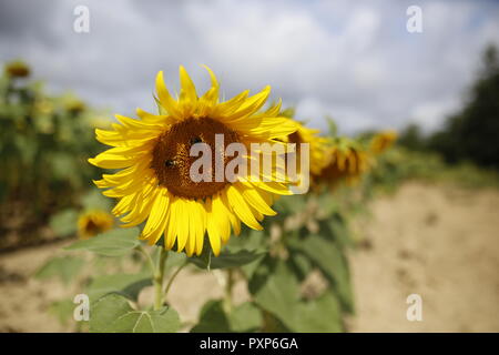 In der Nähe von Sunflower in voller Blüte in einem französischen Feld Stockfoto