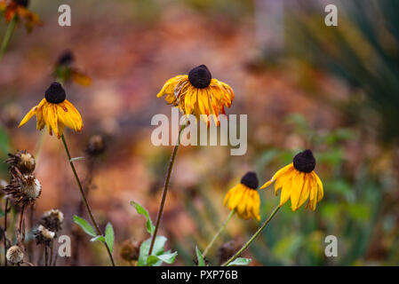 Schönen Herbst coneflower im Garten. Stockfoto