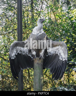 Schöne Gänsegeier Vogel sitzen auf einer Stange und Falten seine Flügel öffnen Stockfoto