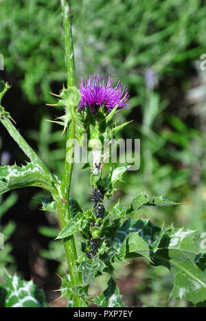 Mariendistel (Silybum Marianum) Stockfoto