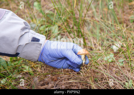 Nicht erkennbare Frau Pilze im Herbst Wald Stockfoto