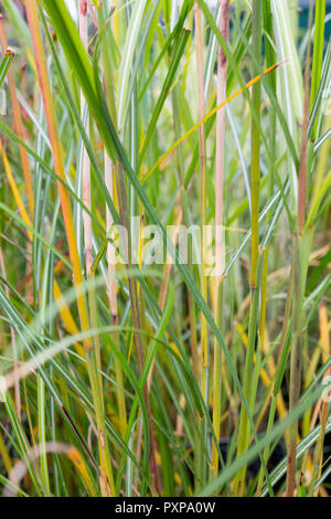 Miscanthus sinensis 'Kleine Silberspinne' Stockfoto