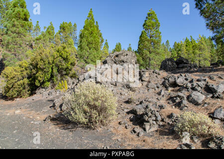 Bäume wachsen in bunten vulkanischem Staub Rock bei Llanos del Jable, Insel La Palma, Kanaren, Spanien Stockfoto