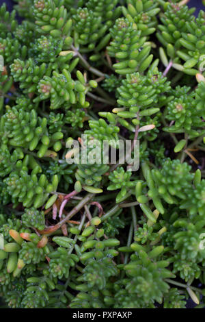 Sedum album 'Coral Carpet' Stockfoto