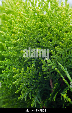 Thuja orientalis "Aurea Nana" Sinn Stockfoto