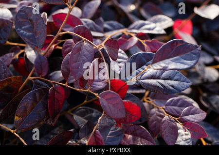 Loropetalum chinense var. rubrum "Fire Dance" Stockfoto