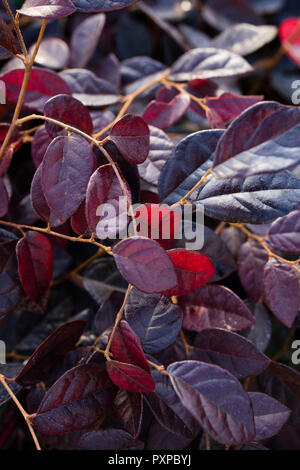 Loropetalum chinense var. rubrum "Fire Dance" Stockfoto