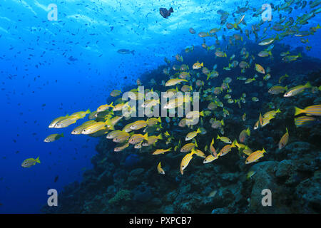 Schwarm von Fischen unter Wasser in Great Barrier Reef in Australien Stockfoto