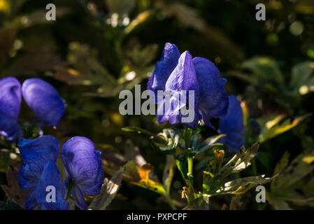 Ein Carmichael Mönch Haube (Aconitum carmichaelii) Stockfoto