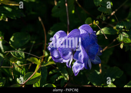 Ein Carmichael Mönch Haube (Aconitum carmichaelii) Stockfoto