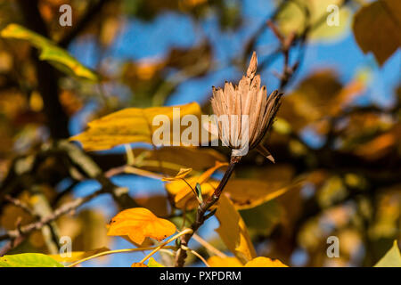 Der Same pod der Tulpenbaum (Liriodendron tulipifera) im Herbst Stockfoto