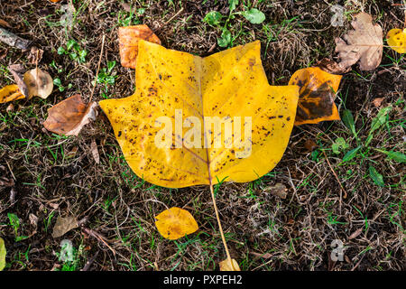 Ein gefallener Herbst Blatt aus einem Tulpenbaum (Liriodendron tulipifera) Stockfoto