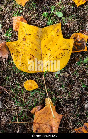 Ein gefallener Herbst Blatt aus einem Tulpenbaum (Liriodendron tulipifera) Stockfoto