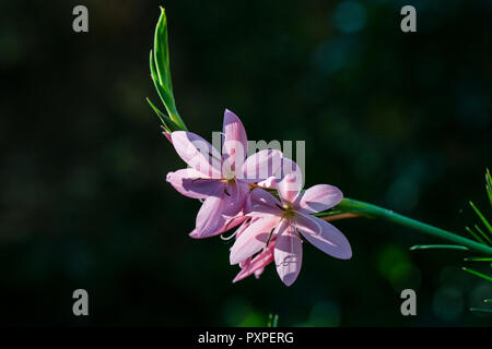 Die Blumen einer crimson Flagge Lily' Moorlandzone Daybreak" (Hesperantha coccinea 'Moorlandzone Daybreak") Stockfoto